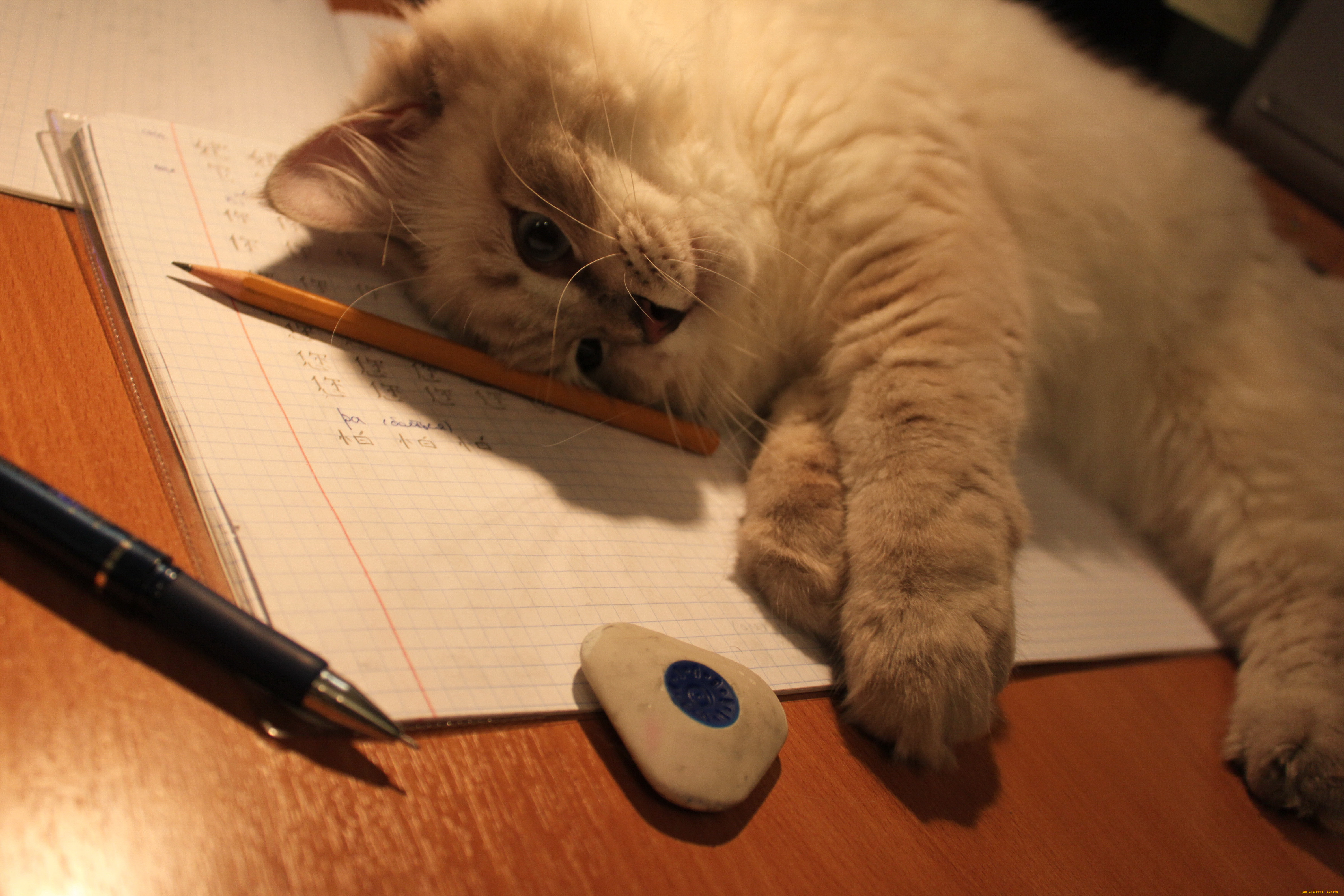 Писатель пишущий о животных. Котики и учеба. Кот учится. Кот с тетрадкой. Кошка писает.